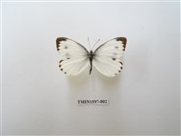 藏品(緣點白粉蝶)的圖片